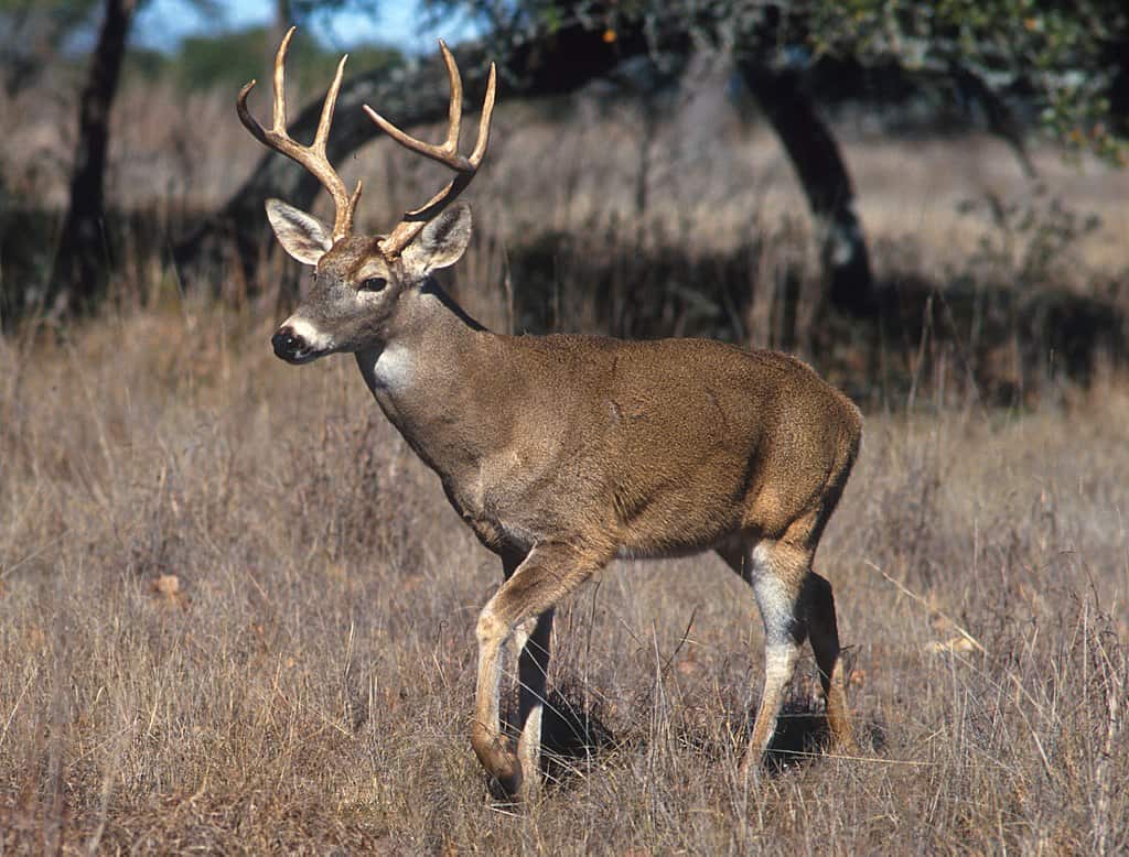 Whitetail deer with big horns