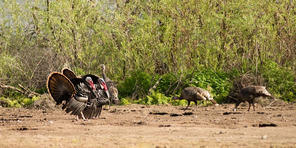 Two male Tom Turkeys courting female hens